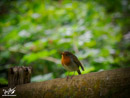 Robin - Rudzik